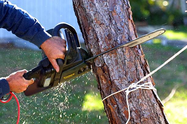 Trusted Derby, KS Tree Removal Services Experts