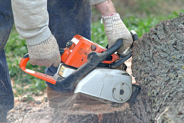 Best Tree Disease Treatment  in Derby, KS