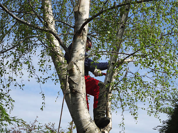 Best Arborist Consultation Services  in Derby, KS