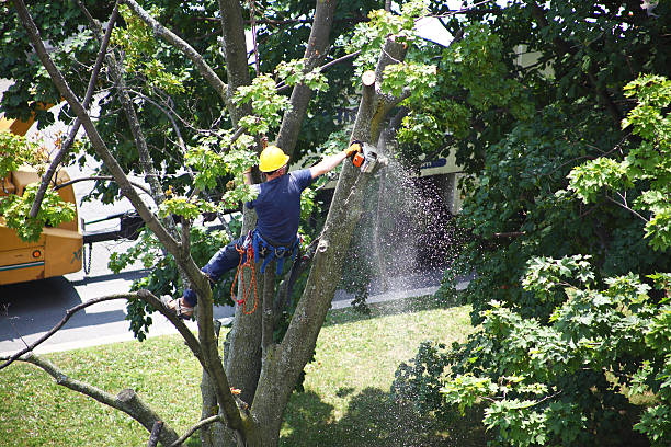 Best Tree Cabling and Bracing  in Derby, KS